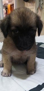 2 Months Mixed Labrador  - Mixed Breed Dog