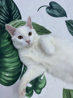Cloud🤍 - Turkish Angora Cat