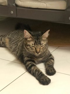 Tam Tam - Domestic Short Hair Cat