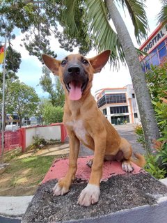 Koko - Bull Terrier Mix Dog
