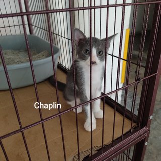 Chaplin  - British Shorthair + Domestic Short Hair Cat