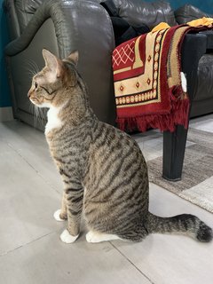 Chico - Domestic Short Hair Cat