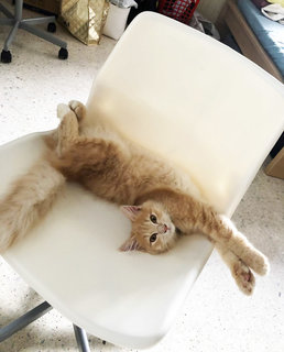 Puss - Domestic Medium Hair + Turkish Angora Cat