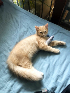 Puss - Domestic Medium Hair + Turkish Angora Cat