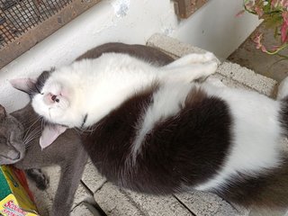 Panda - Domestic Medium Hair Cat