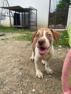 Whisky - Mixed Breed Dog