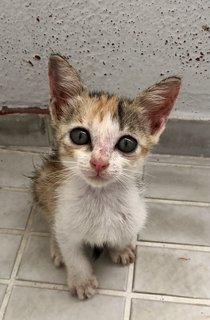 Lucy Kitten  - Domestic Short Hair Cat