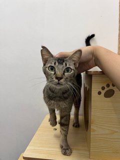 Toa - Domestic Short Hair Cat