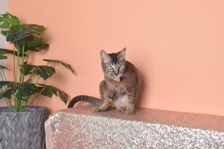 Toa - Domestic Short Hair Cat