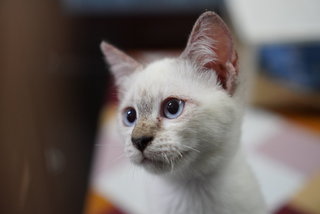 Toki - Domestic Short Hair Cat