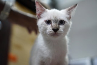 Toki - Domestic Short Hair Cat