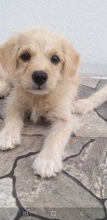 Maltese Shih Tzu  - Mixed Breed Dog