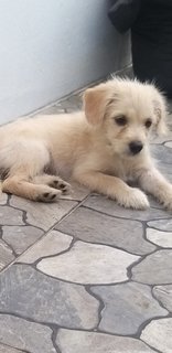 Maltese Shih Tzu  - Mixed Breed Dog