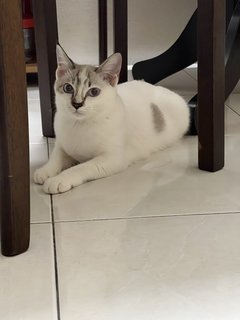 Yuan - Domestic Short Hair Cat