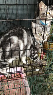 Miyo And Ray - American Shorthair + Domestic Medium Hair Cat