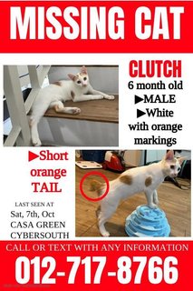 Clutch - Lost In Dengkil - Domestic Short Hair Cat