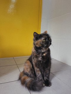 Baby - Tortoiseshell + Domestic Medium Hair Cat