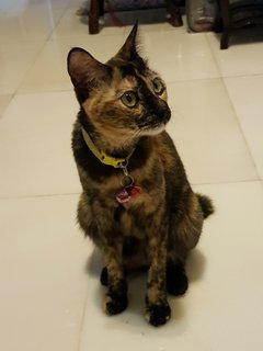 Abby - Domestic Medium Hair + Tortoiseshell Cat