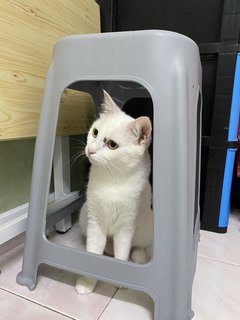 雪花  - Domestic Medium Hair Cat