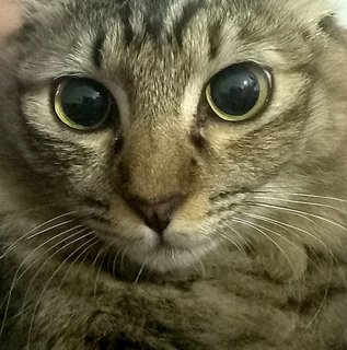 Mochi  - Domestic Medium Hair Cat