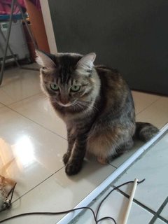 Mochi  - Domestic Medium Hair Cat