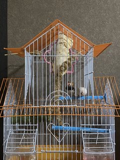 Kiki N Niki - Finch Bird