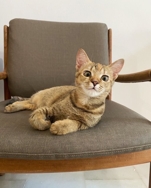 Peter - Domestic Short Hair Cat