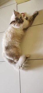 Gebu - Domestic Medium Hair + Maine Coon Cat