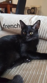  Spot, French, Hook - Domestic Short Hair Cat