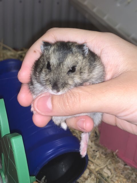 Dusty - Short Dwarf Hamster Hamster