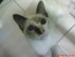 Claudya - Domestic Short Hair Cat