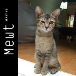 Mewt (Spayed &amp; Released Sep 2010) - Domestic Short Hair Cat