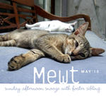 Mewt (Spayed &amp; Released Sep 2010) - Domestic Short Hair Cat