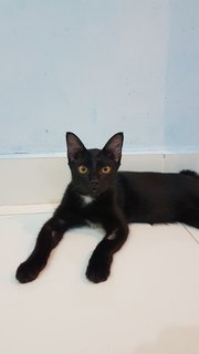 Baby (Chase) - Domestic Short Hair Cat