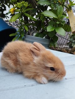 Brown Bunnies  - Bunny Rabbit Rabbit