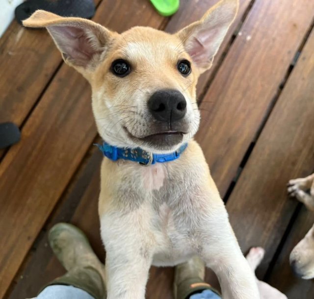 Li-ly - Terrier Mix Dog