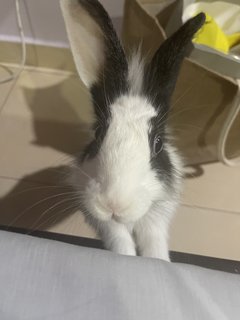 Sesame - English Spot + Bunny Rabbit Rabbit