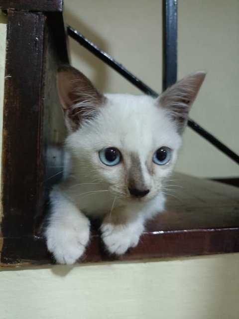 Sagwa - Domestic Short Hair Cat