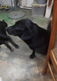 Baloo - Labrador Retriever Mix Dog
