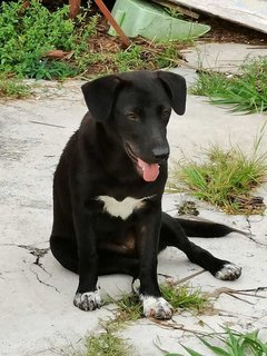 Valentine - Labrador Retriever Mix Dog