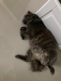 Muffin - Nebelung Cat