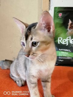 Vee - Domestic Short Hair Cat