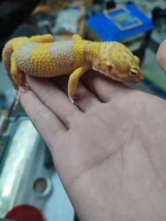 Tangerine Tremper Gecko - Gecko Reptile
