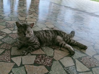 Kitty - Tabby Cat