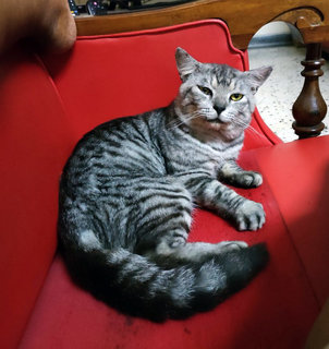 Kitty - Tabby Cat