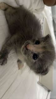 Esther - British Shorthair + Domestic Medium Hair Cat