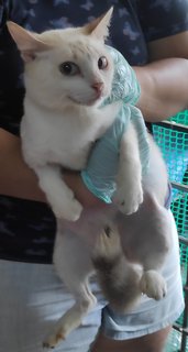 Yuki - Domestic Medium Hair Cat