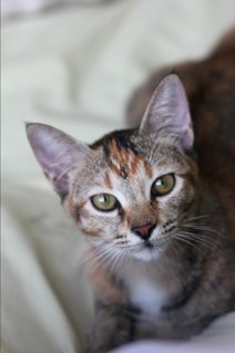 Lily, Your Best Friend - Tortoiseshell + Domestic Short Hair Cat