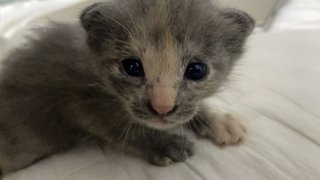 Mix Breed Kitten - Russian Blue + Domestic Medium Hair Cat