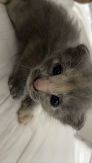 Mix Breed Kitten - Russian Blue + Domestic Medium Hair Cat
